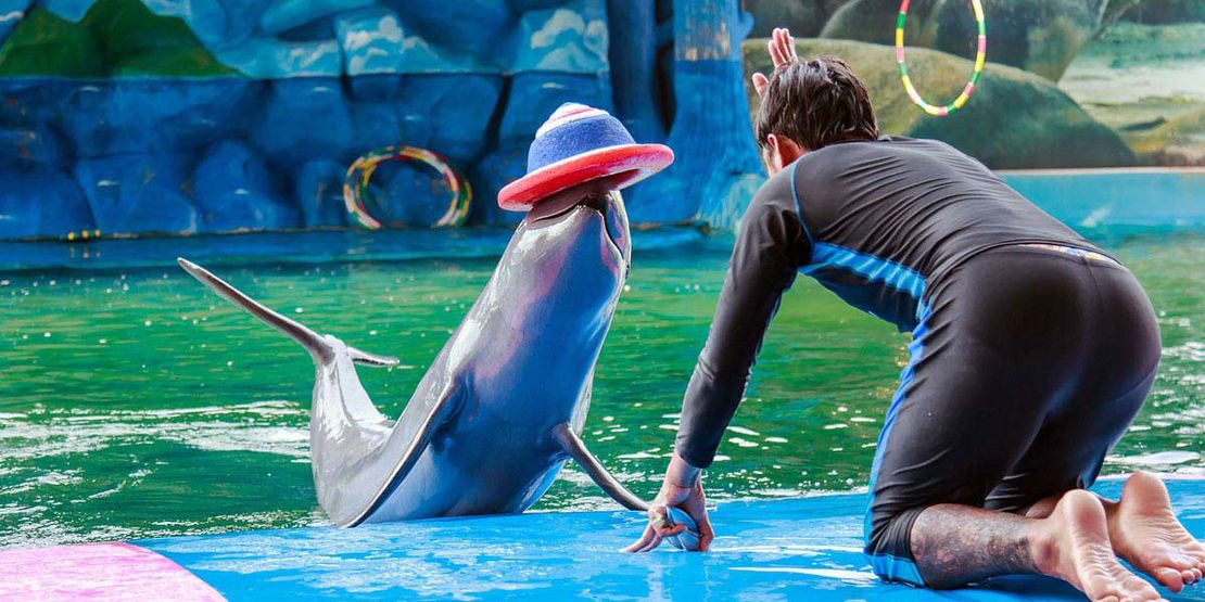 Pattaya Dolphin World: A Must-Visit Destination for Everyone55