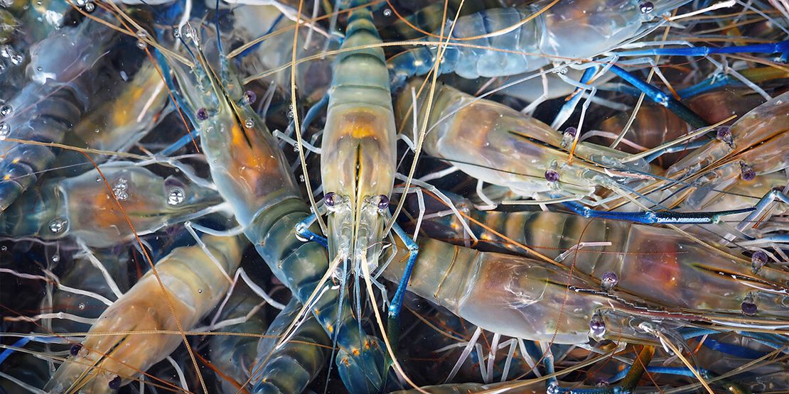 Global Shrimp Industry: Knowing the Key Players and Dynamics615