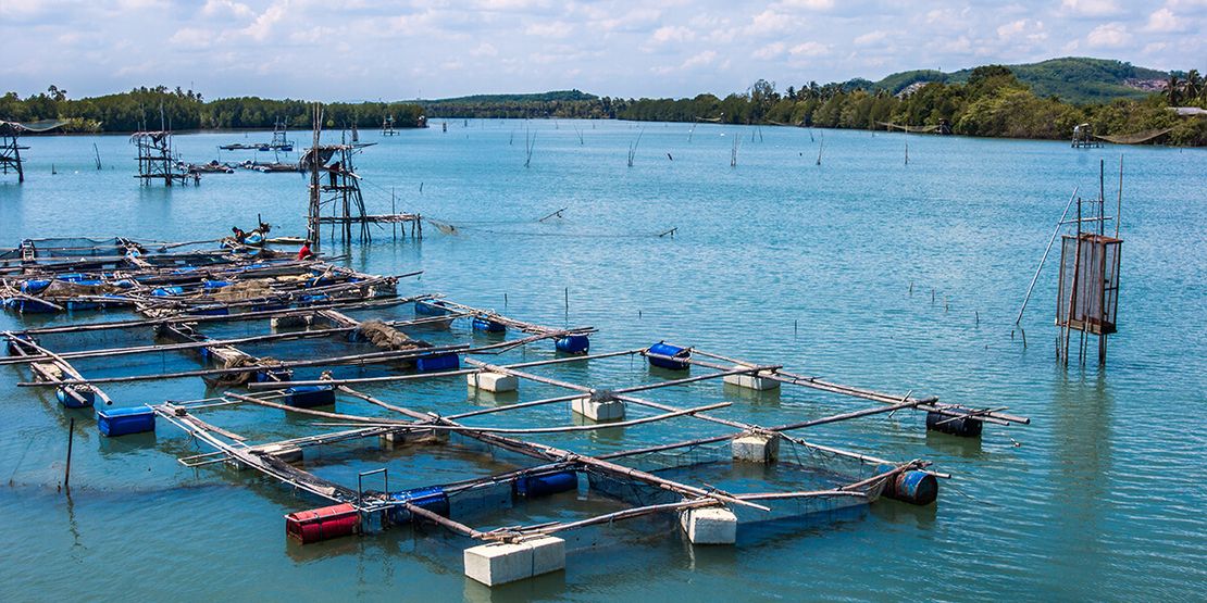 Shrimp Farming in Thailand: Exploring Only the Best Places624