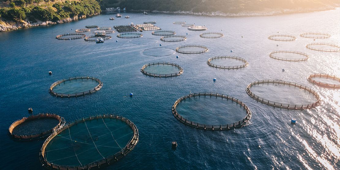 Aquaculture Farming: Essential Terms and Definitions for Beginners (Part 2)596