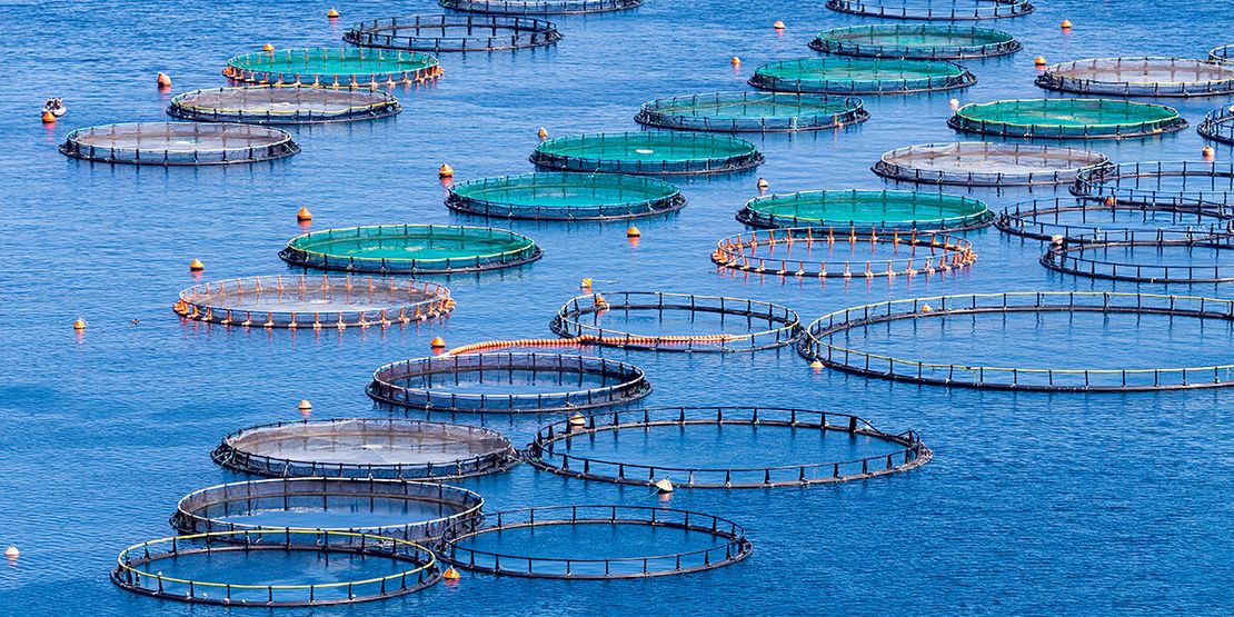 Advancing Aquaculture Through Biomass Estimation: Methods and Considerations567