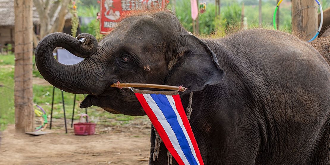 Pattaya Elephant Village: A Truly Remarkable Sanctuary45