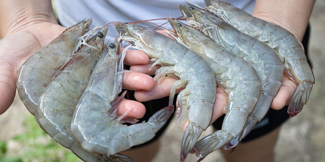 Shrimp Diseases in Thailand: A Complete Guide for Farmers600