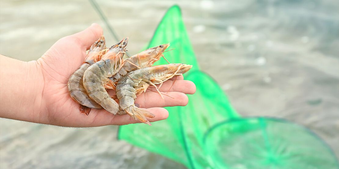 Navigating the Future: Top IoT Systems Transforming Shrimp Farming565