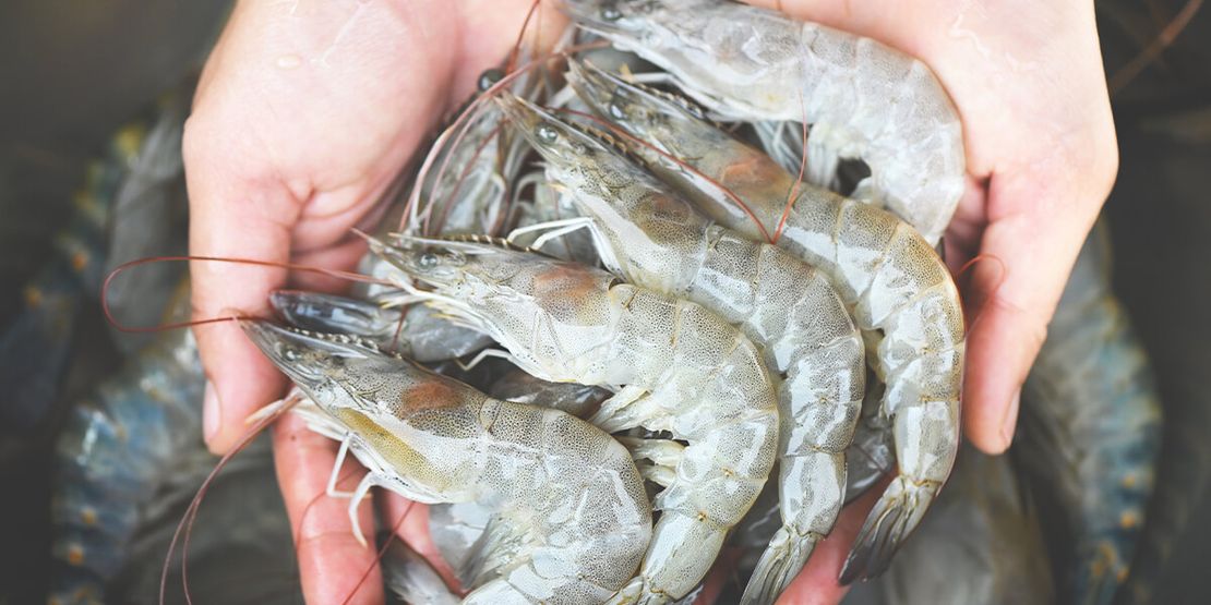 Exploring the Global Landscape of Shrimp Farming: Top Producing Countries607