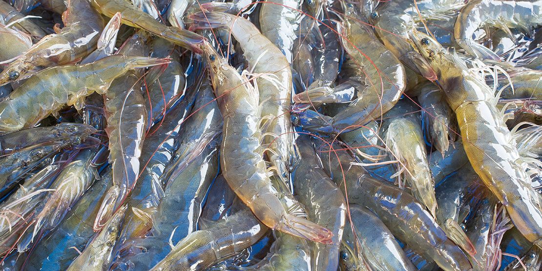 Artificial Intelligence in Shrimp Farming: A New Era of Innovation622