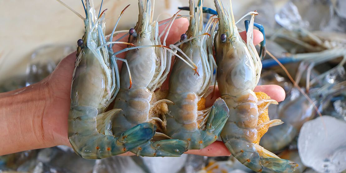 Challenges of Thai Shrimp Farming: Effective Strategies for Success601