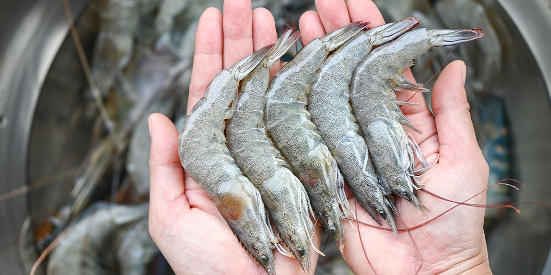 Digital Aqua Farming Success: The Role of Business Intelligence for Shrimp Farmers560