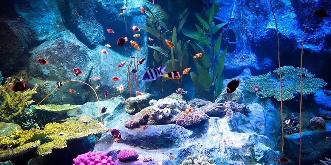 Underwater World Pattaya: Visiting A Popular Leisure Attraction63