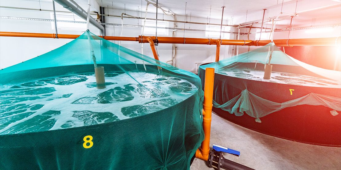 Future of Shrimp Farming: Embracing Indoor Cultivation606