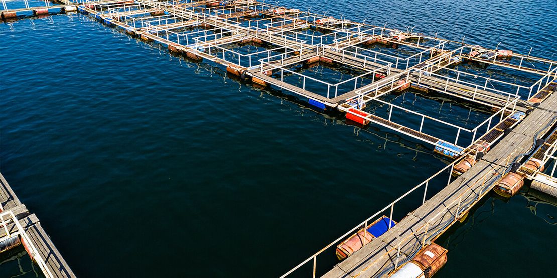 Aquaculture Farming: Essential Terms and Definitions for Beginners (Part 1)595