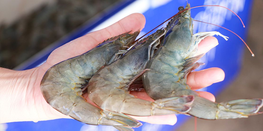 Shrimp Farming with Probiotics: Advantages and Considerations618