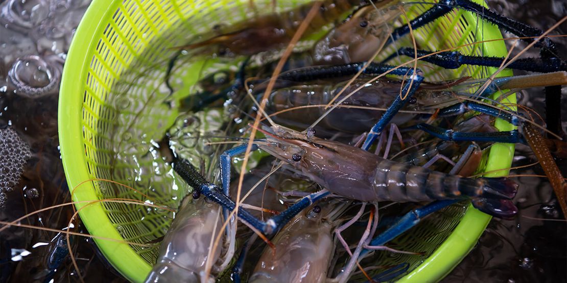 Shrimp Farming in Thailand: Navigating Challenges and Embracing Sustainability602