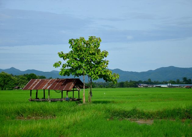 View Landscape Paddy Rice Field Hut Morning Time Phrae Thailand