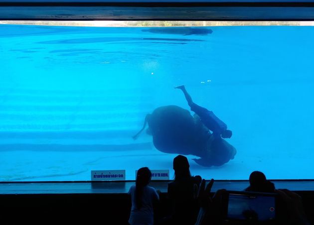 Underwater Hippo Show at Khao Kheow Open Zoo