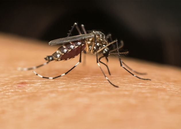 Macro Mosquito Aedes Aegypti Sucking Blood Close up Human Skin