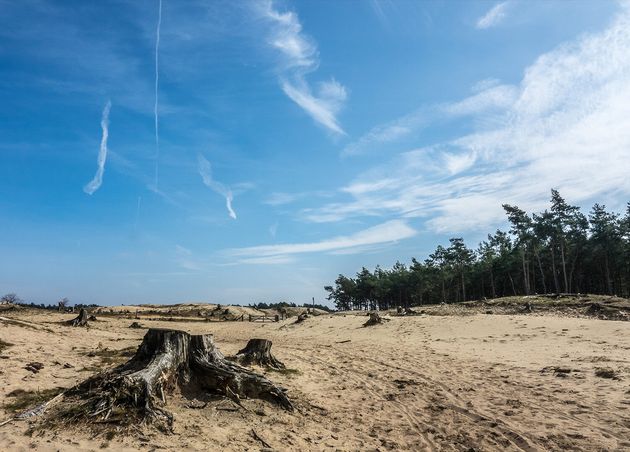 Wide Angle Shot Sand Front Forest Cloudy Sky