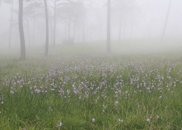 Beautiful Purple Flowers Garden Phu Soi Dao National Park Uttaradit Province Thailand
