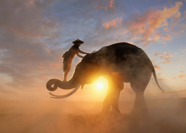 Elephant Mahous during Sunrise Surin Thailand