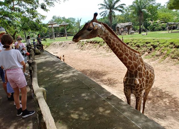 Giraffe Encounter at Khao Kheow Open Zoo