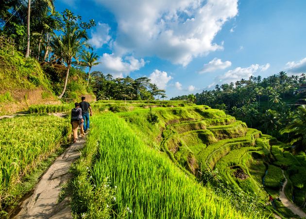 Schöne Aussicht auf Reisfelder in Tegalalang, Ubud, Bali, Indonesien
