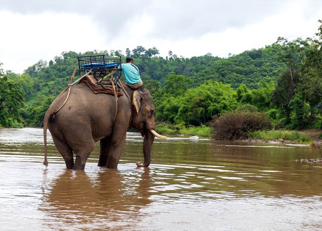 Elephants Taking Bath in Chiang Rai Thailand