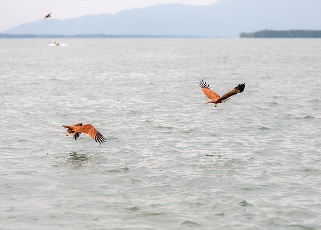 Red Hawk Catching Prey Surface Water Chanthaburi Thailand