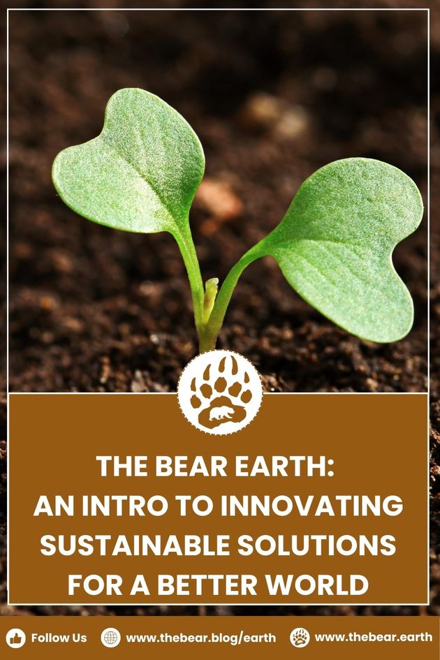 The Bear Earth An Intro to Innovating Sustainable Solutions for A Better World
