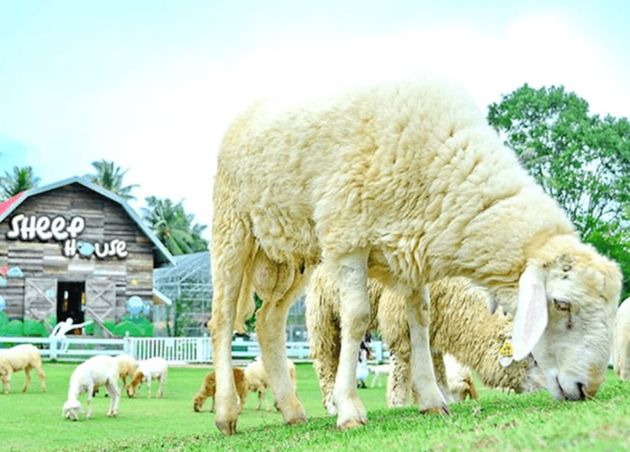 Pattaya Sheep Farm is a Hidden Gem in Thailand