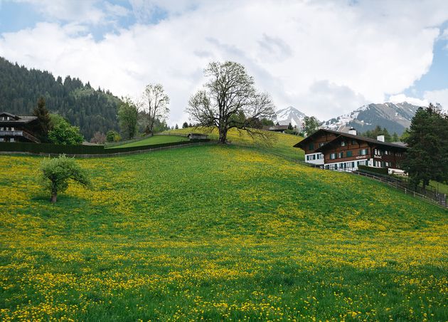 Landscape Valley with Plenty Dandelions Swiss Mountains Background