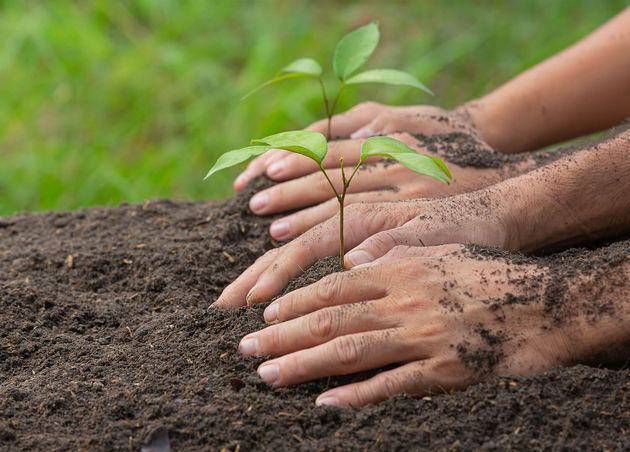 Close up Picture Hand Holding Planting Sapling Plant