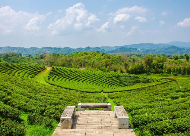 Choui Fong Tea Plantation_Top 10 Chiang Rai Holiday Attractions in Northern Thailand from D (Big Bear) of The Bear Travel