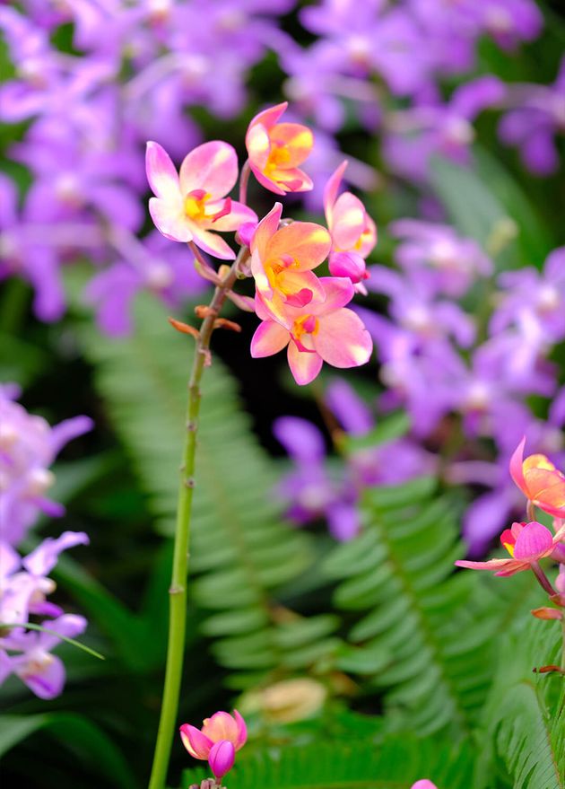 Orchid Beautiful Garden Thailand