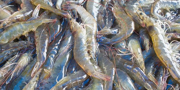 Artificial Intelligence in Shrimp Farming: A New Era of Innovation