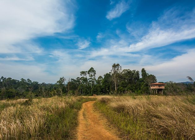 Landscape Meadow with Tree Khao Yai National Park Thailand