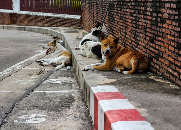 Two Dogs Resting Wall