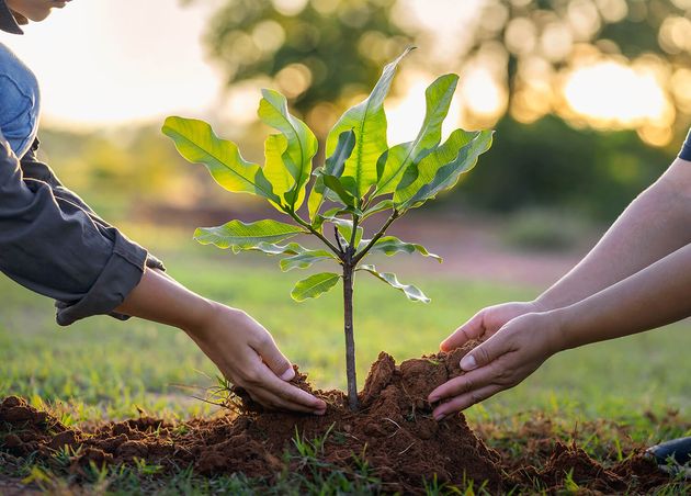 People Hands Planting Small Tree Sunset Concept Save Earth