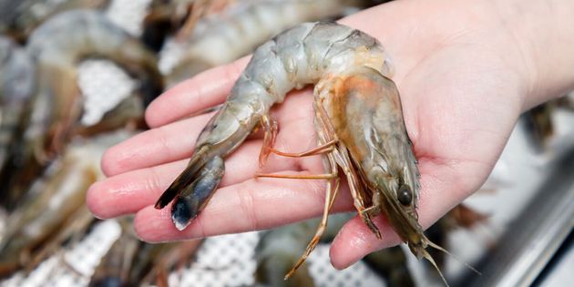 Motors in Shrimp Farming: Choosing Between With and Without Inverters