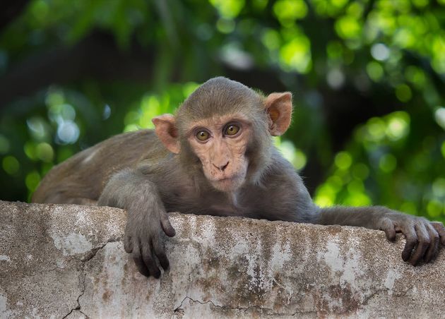 Rhesus Macaque Monkey Tree