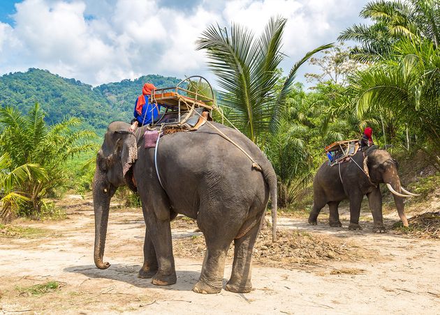 Tourists Riding Elephant Thailand