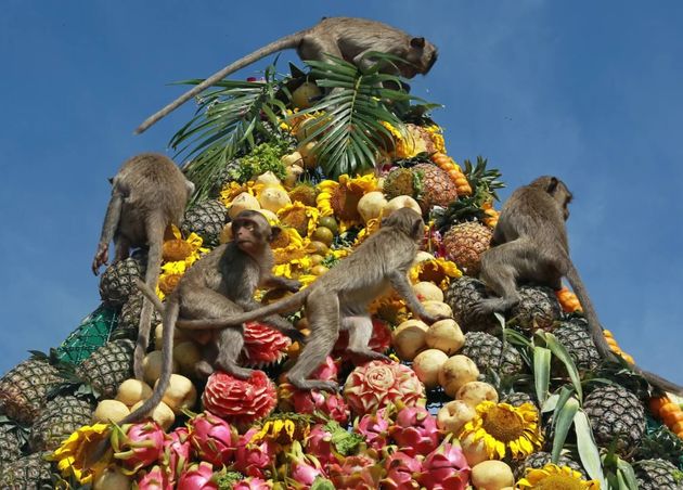 Monkey Banquet Lopburi