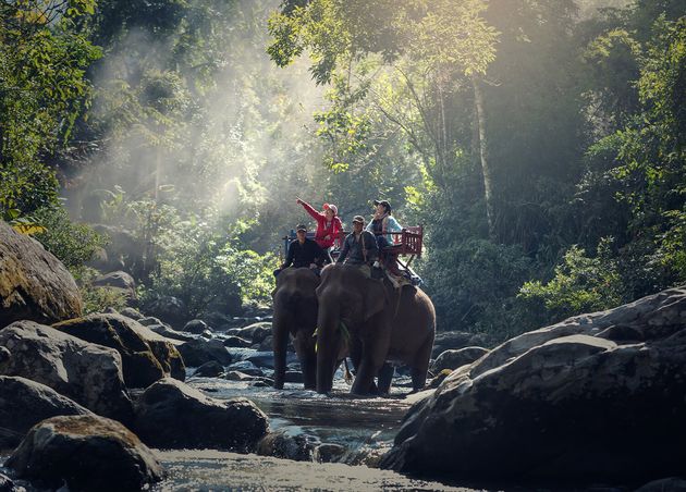 Elephant Trekking through Jungle
