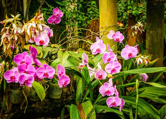 Garden Orchids Thailand Great Variety Colors