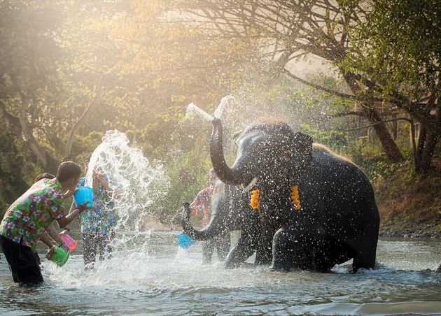Chiang Mai Elephants Thailand Play Songkran Festival