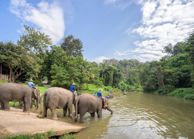 Mahouts Bath Clean Elephants River