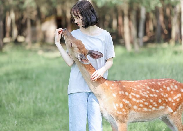 Girl Feeding Cute Spotted Deer Bambi Contact Zoo Happy Traveler Girl Enjoys Socializing with Wild Animals National Park Summer