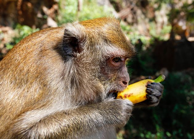 Detail Head Long Tailed Macaque Monkey Macaca Fascicularis Eating Banana from Tourist Khao Sok Thailand