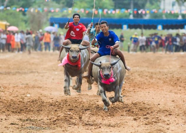 Chonburi Buffalo Racing Festival