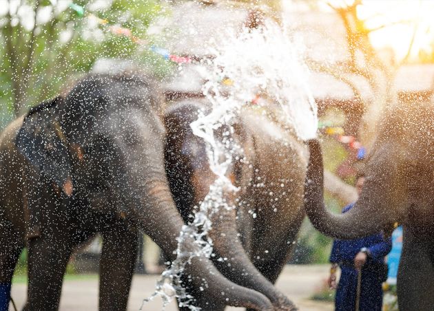 Young Elephant Enjoying Himself Splashing Water Thailands Songkran Festival